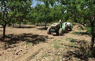 Kayısı üreticilerine manolya hastalığı uyarısı