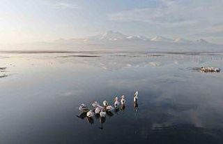 Kayseri’nin ilk pelikanları geldi