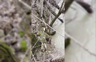 Kedi ile su samurunun saklambaç oyunu kameraya yansıdı