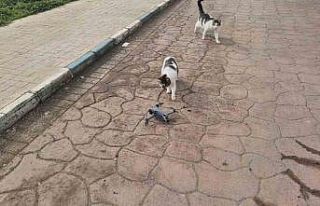 Kediler dronu fare sandı, ortaya renkli görüntüler...