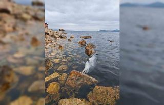 Kınalıada Sahili’nde üzücü görüntü: Ölü...