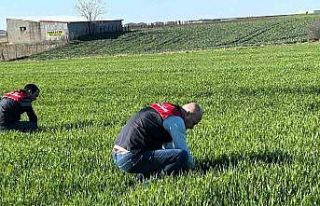 Kırklareli’de tarım arazilerinde denetim: Kanola...