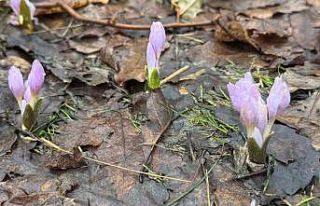 Kış şartlarının devam ettiği Şırnak’ta çiçekler...