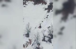 Kış uykusundan uyanan ayıların kar keyfi