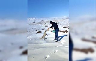 Kışın zor günlerinde tilkiye işçilerden şefkat...