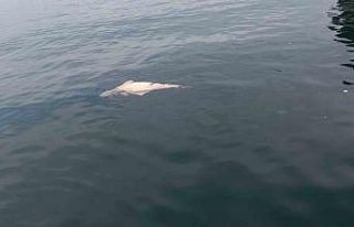 Kocaeli’de kıyıya sürüklenen ölü yunus görüntülendi