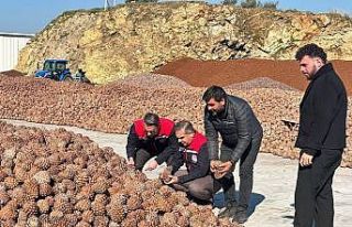 Koçarlı’da Çam Fıstığı işleme tesisindeki...
