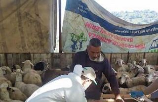 Koçarlı’da küçükbaş hayvanlar aşılandı