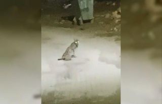 Konya’da vaşak görüntülendi