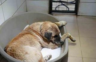 Köpeği ezen sürücü serbest bırakıldı