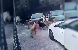 Köpek sürüsü kediyi parçaladı, korkudan çocuğunu...