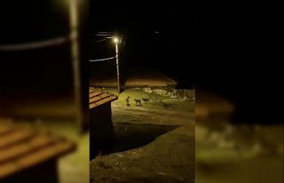 Köye inen kurt sürüsü kamerada