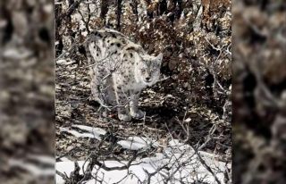 Köyün içerisine giren vaşak görüntülendi