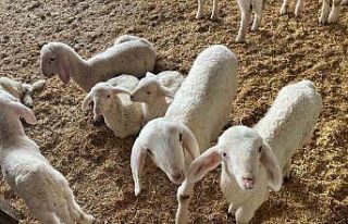 Kurbanlıklar görücüye çıkmaya başladı