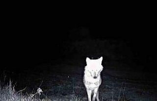 Kurt, çakal, karaca ne ararsan var, yaban kedisi...