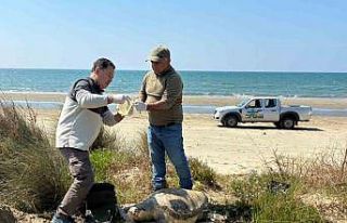 Kuşadası’nda deniz kaplumbağası ölümleri artıyor:...