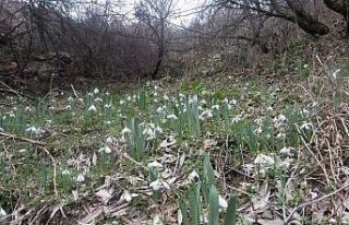 Kütahya Murat Dağı’nda kardelen koparmanın cezası...