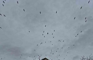 Leyleklerin gökyüzündeki dansı görsel şölen...