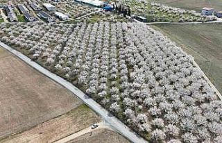 Malatya’da çiçek açan kayısı bahçeleri havadan...