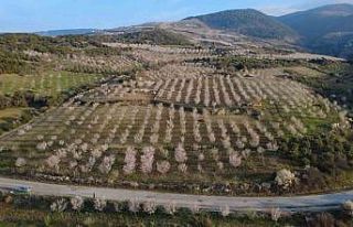Manisa’da badem ağaçları çiçeklerle bezendi