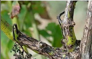 Manisa’da bağcılara ‘Ölükol’ uyarısı