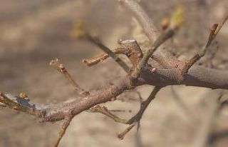 Manisa’da meyve ağaçlarına ateş yanıklığı...
