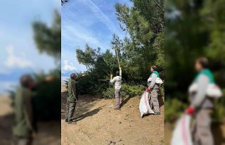 Marmaris’te çam kese böceğine karşı ’mekanik...