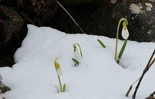 Mart karı kardelenleri yeniden beyaza bürüdü