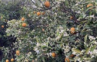 Mersin portakal kokmaya başladı: Dalında kalan...