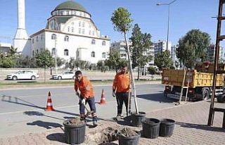 Mersin’de ağaçlandırma seferberliği başladı