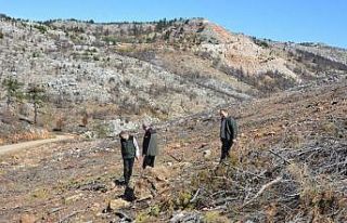 Mersin’de yangın sahalarında doğa yeniden canlanıyor