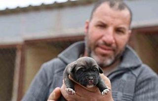 Mevsimin ilk kangalları dünyaya gözlerini açtı,...