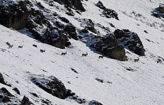 Munzur Dağları’nda yaban keçileri karlı zirvelerde...
