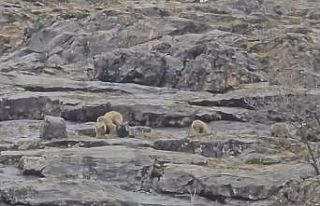 Munzur Vadisi’nde anne ayı ve yavruları görüntülendi