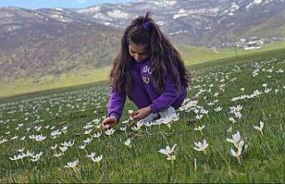 Muş Ovası çiğdemlerle renklendi