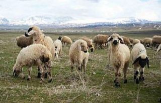 Muş Ovası kuzu sesleriyle şenlendi