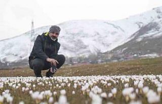 Muş Ovası’nda çiğdemler yeniden yüzünü gösterdi
