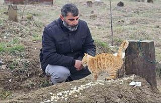Muş’ta 9 gün önce öldürülen adamın kedileri...