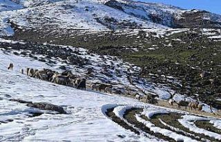 Muş’ta besiciler baharı beklerken yeniden kışa...