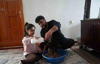 Muş’ta yeni doğan oğlaklara özenli bakım