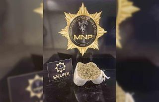 Muş’ta yolcu otobüsünde 2 kilo 72 gram skunk...