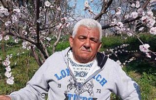 Mut’ta kayısı ağaçları adeta gelinliğe büründü