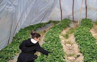 Narenciyeden umduğunu bulamayan üretici çileğe...