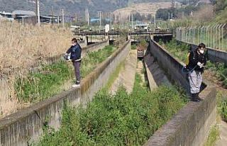 Nazilli Belediyesi sivrisinek ve haşereyle mücadeleye...
