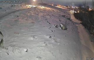 Niğde’de aç kalan kurtlar köye indi