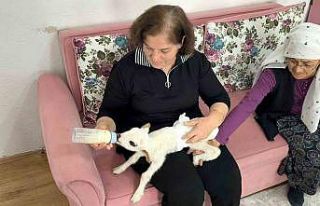 Öksüz kuzu "Balım", Şenol ailesinin...