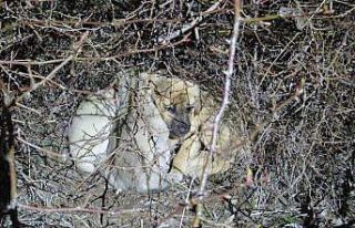Ölüme terk edilmiş köpek yavrularına sahip çıktı