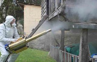 Ordu’da kahverengi kokarca ile kışlak mücadelesi:...