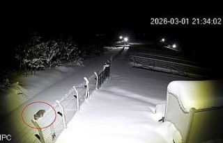 Ordu’da nesli tükenmekte olan vaşak görüntülendi