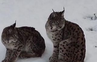 "Ormanın hayaleti" vaşak ailesi Refahiye’de...